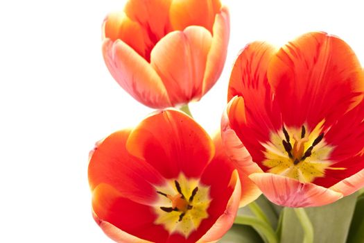 Beautiful red tulips on white background