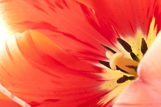 red tulips