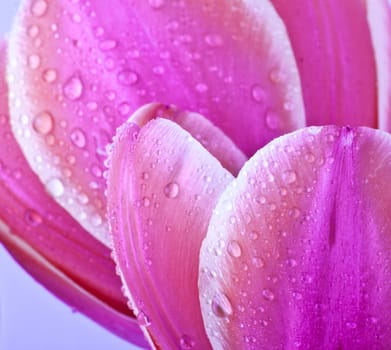 Purple tulips