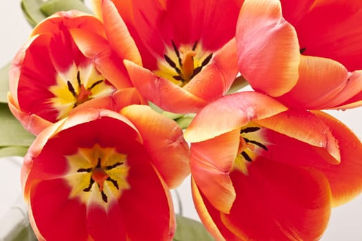 Beautiful red tulips close-up