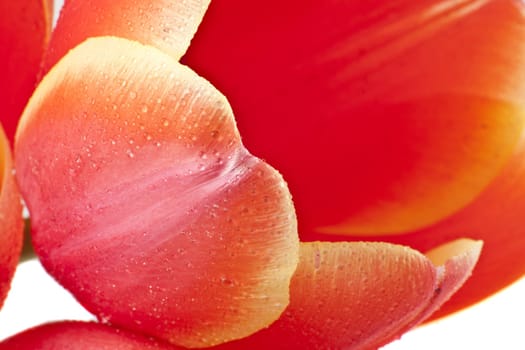 Beautiful red tulips close-up
