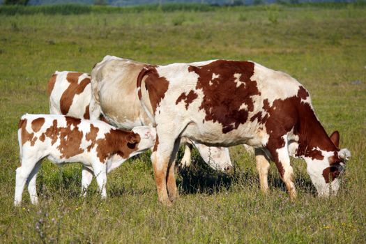 cow and calf on pasture