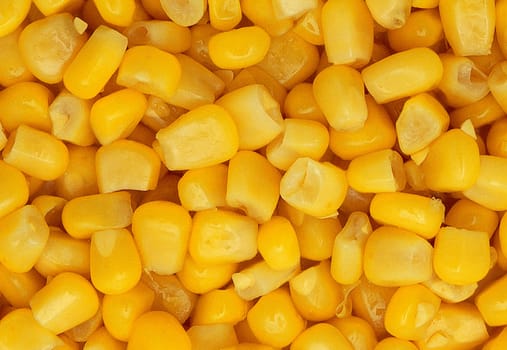image of corn background and can be texture