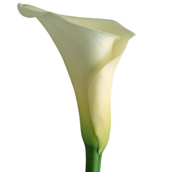 Calla lily isolated on a white background