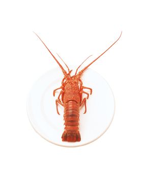 whole red lobster isolated on white background