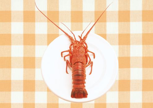 whole red lobster on a plate isolated on white background