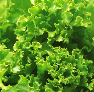 Fresh green Lettuce salad background