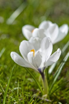 Blooming white crocus flowers on green grass background in early spring
