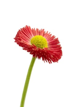 Red daisy flower isolated