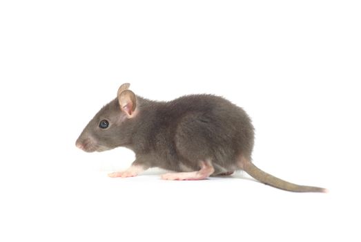  rat  isolated on white background