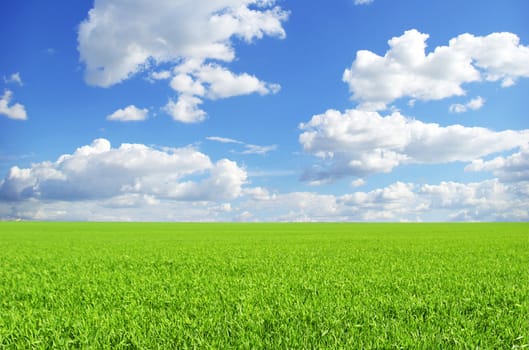 field on a background of the blue sky