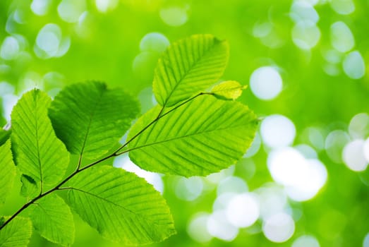 green leaves background in sunny day
