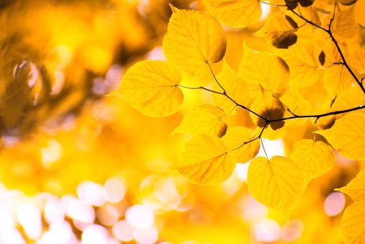 autumn leaves background in sunny day