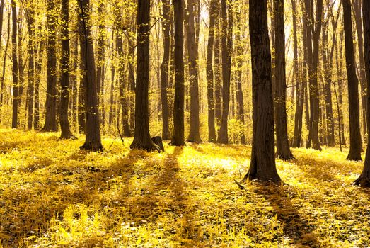 a path is in the autumn forest