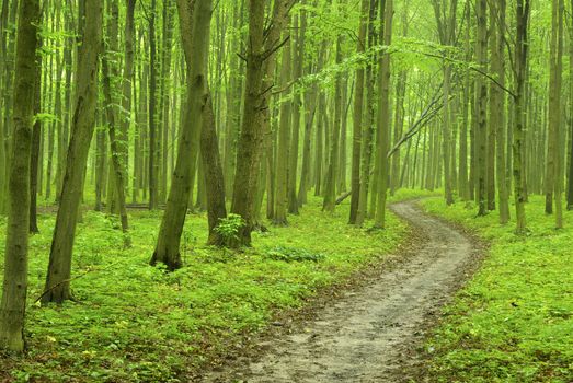 a path is in the green forest           
