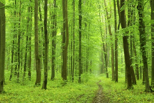 a path is in the green forest           