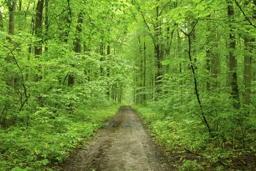 a path is in the green forest     