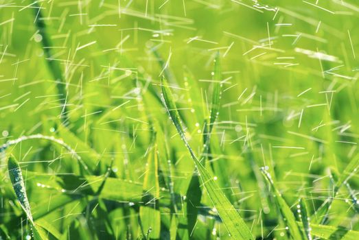 Green grass texture from a  field            