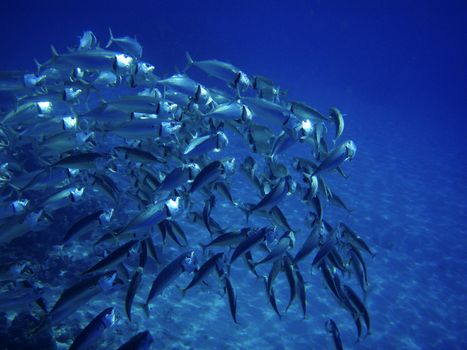 School of mackerel deep in the Red Sea. Diving in Egypt.
