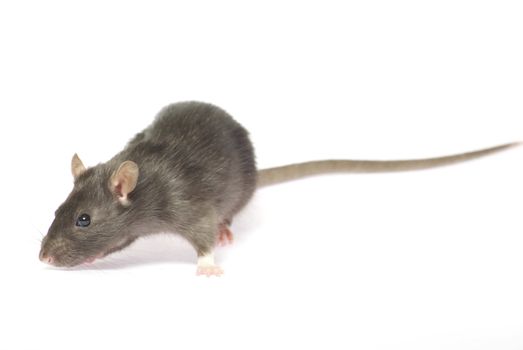 grey rat  isolated on white background