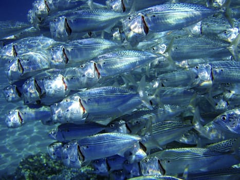 Very close photo of fish school. Coral reef, Red Sea.