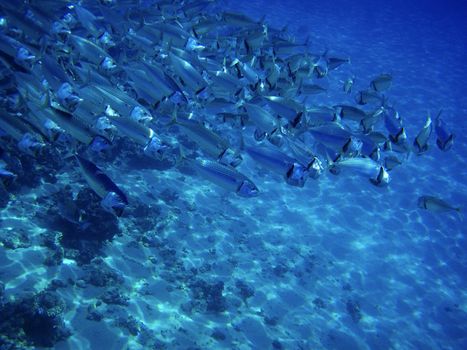 School of fish underwater. Diving in Red Sea, Egypt.