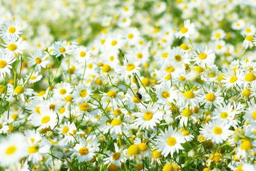 Summer field with a lot of camomiles