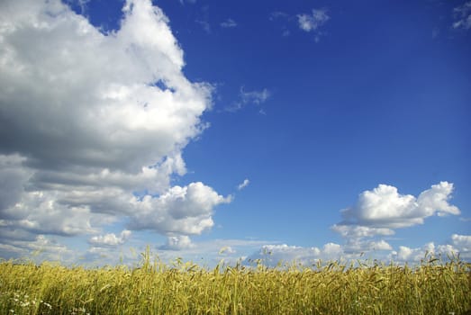 Wheat ears against the blue  sky