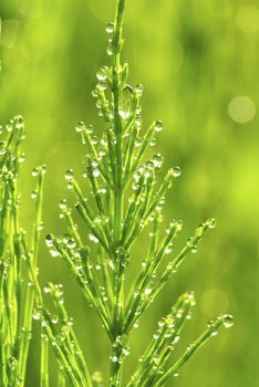 Dew drop on a blade of grass 