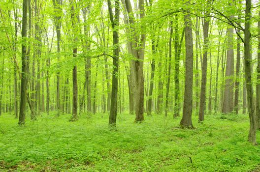 green forest background in a sunny day