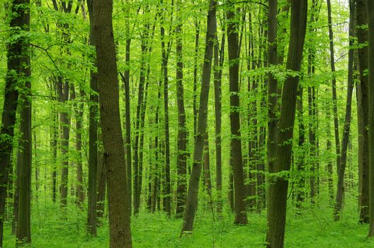 green forest background in a sunny day
