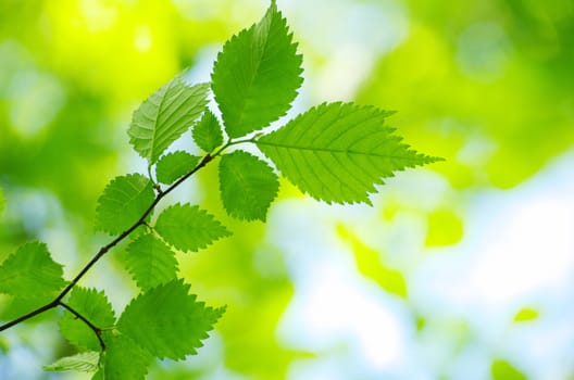 green leaves background in sunny day