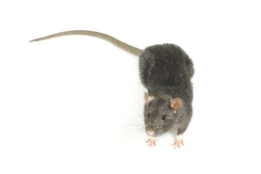 funny rat  isolated on white background