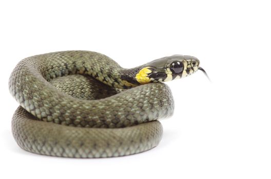 snake isolated on white background