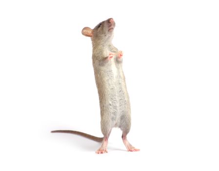 rat isolated on white background