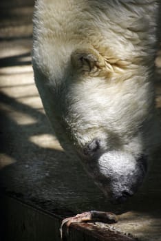 Polar bear in the zoo eating fish.
