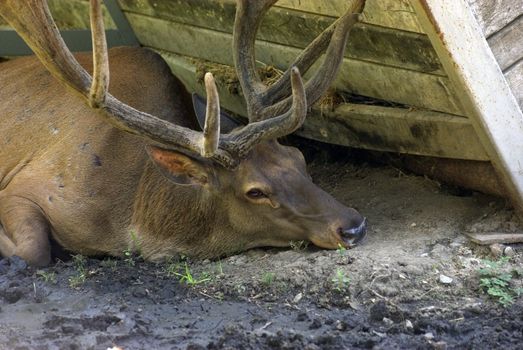 Close up photo of deer laying on earth. Hot day at zoo.