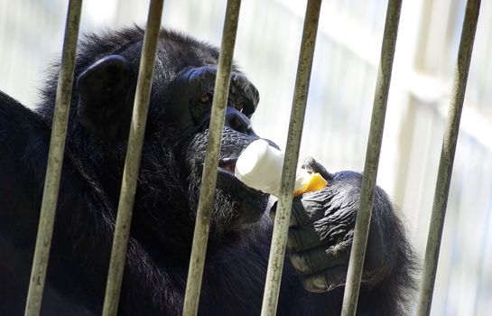 Black young chimpanzee in cage at zoo eating white ice-cream.