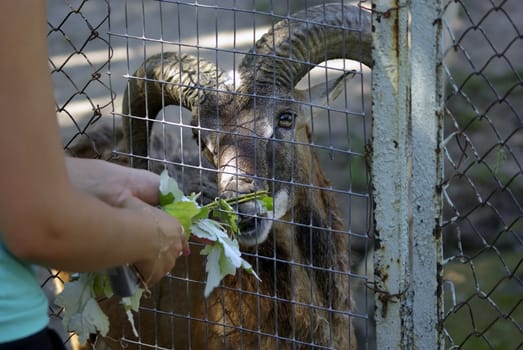 Someone feeding moufflon with green grass at the zoo.