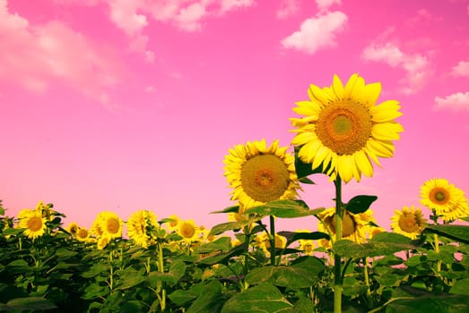 sunflower field over cloudy blue sky