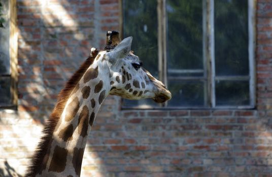 Head and neck of giraffe at the zoo. Common building made of bricks as background.