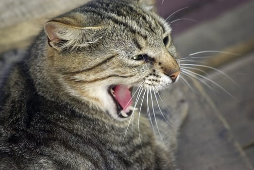 Sleepy cat yawning. Hot day at the zoo.