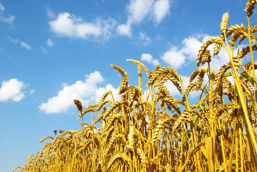Field of wheat over blue sky