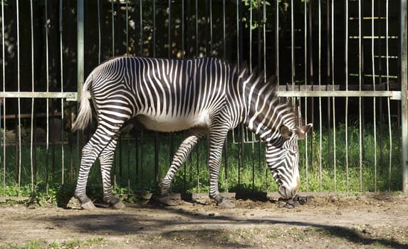 Zebra walking in the zoo. Hot summer day.