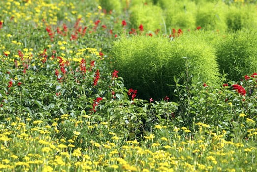 Lot of red and yellow flowers. Green meadow. Summertime.