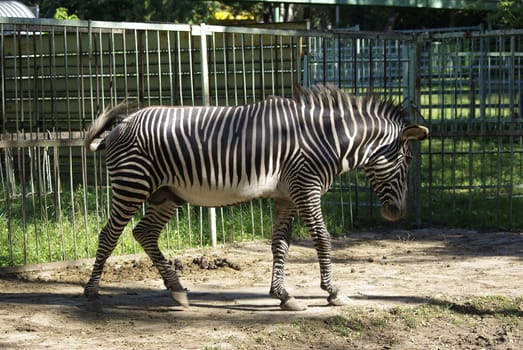 Zebra walking in zoological garden. Summer holidays.