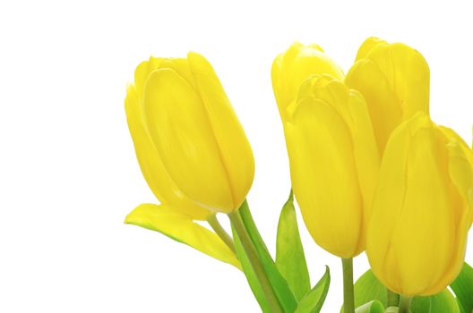 yellow tulips isolated on white background