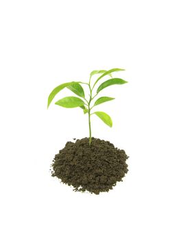 Little green plant on white background