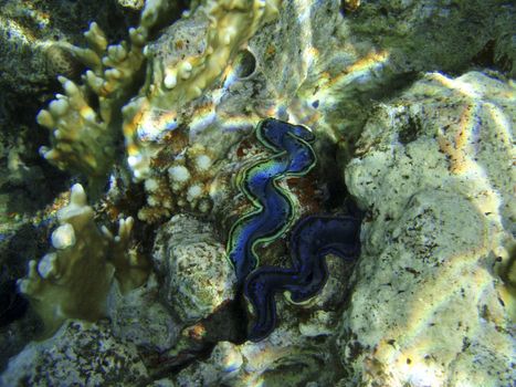 Coral reef in Red sea. Scuba diving in Egypt, Africa.