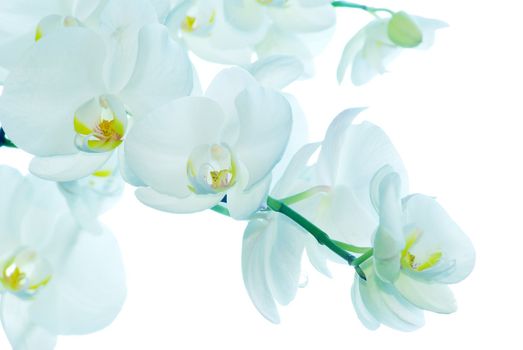 White orchid isolated on white background